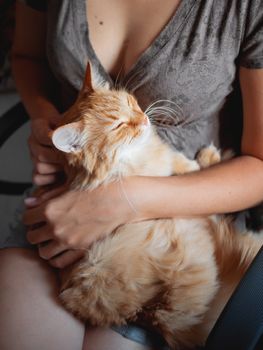 Woman cuddles het cute ginger cat. Fluffy tabby pet looks pleased and sleepy. Cozy home background.