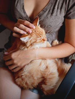 Woman cuddles het cute ginger cat. Fluffy tabby pet looks pleased and sleepy. Cozy home background.
