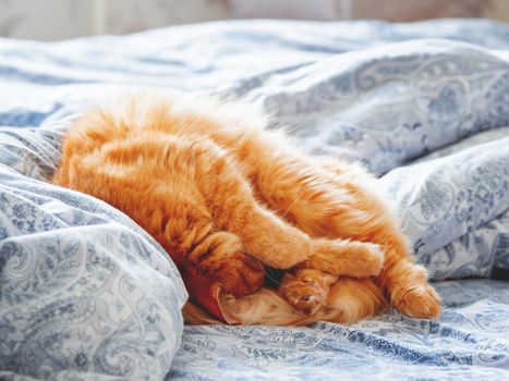 Cute ginger cat lying in bed. Fluffy pet looks curiously. Cozy home background.