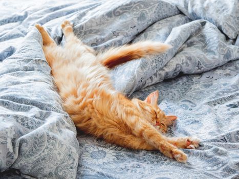 Cute ginger cat lying in bed. Fluffy pet stretching. Cozy home background, morning bedtime.