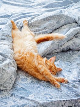 Cute ginger cat lying in bed. Fluffy pet stretching. Cozy home background, morning bedtime.