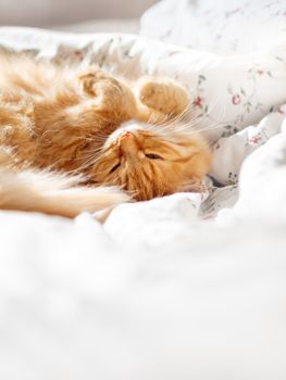 Cute ginger cat lying in bed under a blanket. Fluffy pet comfortably settled to sleep. Cozy home background with funny pet. Copy space.