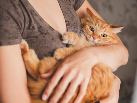 Cute ginger cat is sitting on woman's hands and staring at camera. Symbol of fluffy pet adoption.
