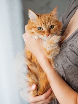 Cute ginger cat is sitting on woman's hands and staring at camera. Symbol of fluffy pet adoption.