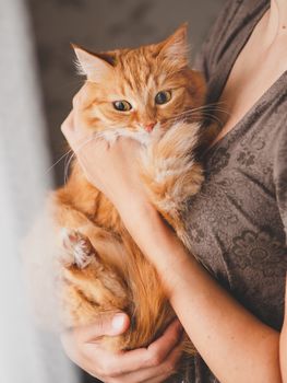 Cute ginger cat is sitting on woman's hands and staring at camera. Symbol of fluffy pet adoption.