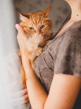Cute ginger cat is sitting on woman's hands and staring at camera. Symbol of fluffy pet adoption.