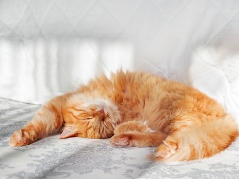 Cute ginger cat lying in bed. Fluffy pet stretching. Cozy home background, morning bedtime.