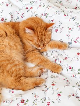 Cute ginger cat lying in bed. Fluffy pet is sleeping. Cozy home background, morning bedtime.