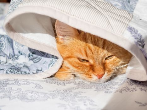 Cute ginger cat lying in bed under a blanket. Fluffy pet comfortably settled to sleep. Cozy home background with funny pet.