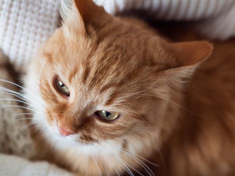 Cute ginger cat on pile of knitted sweaters. Curious fluffy pet with warm beige clothes.
