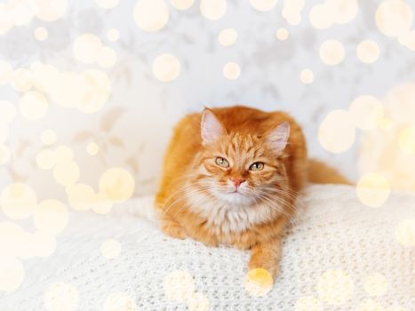 Cute ginger cat on knitted sweater. Curious fluffy pet with warm beige clothes. Light bulbs bokeh. Cozy home.