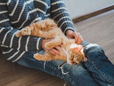 Cute ginger cat dozing on woman knees. Woman in torn jeans stroking her fluffy pet. Cozy home.