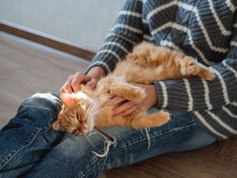 Cute ginger cat dozing on woman knees. Woman in torn jeans stroking her fluffy pet. Cozy home.