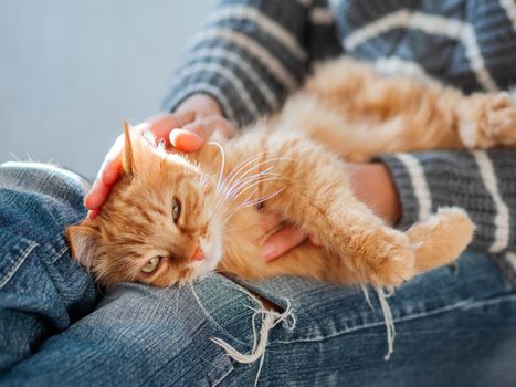 Cute ginger cat dozing on woman knees. Woman in torn jeans stroking her fluffy pet. Cozy home.