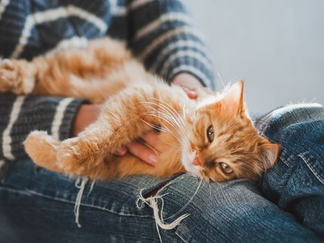 Cute ginger cat dozing on woman knees. Woman in torn jeans stroking her fluffy pet. Cozy home.