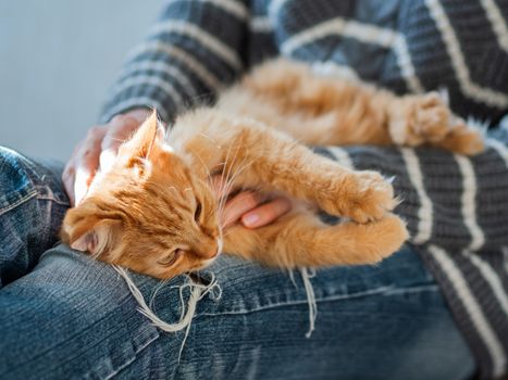 Cute ginger cat dozing on woman knees. Woman in torn jeans stroking her fluffy pet. Cozy home.
