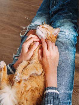 Cute ginger cat dozing on woman knees. Woman in torn jeans stroking her fluffy pet. Cozy home. Top view.