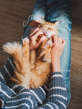 Cute ginger cat dozing on woman knees. Woman in torn jeans stroking her fluffy pet. Cozy home. Top view.