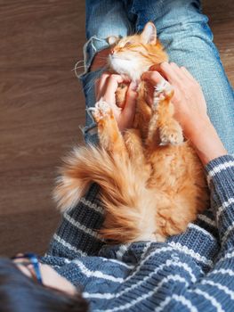 Cute ginger cat dozing on woman knees. Woman in torn jeans stroking her fluffy pet. Cozy home. Top view.