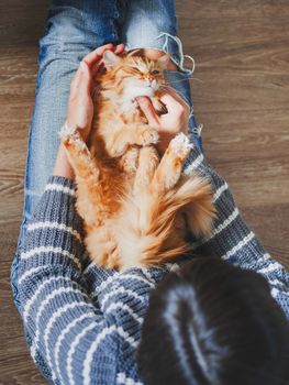 Cute ginger cat dozing on woman knees. Woman in torn jeans stroking her fluffy pet. Cozy home. Top view.