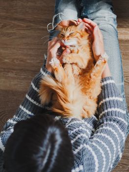 Cute ginger cat dozing on woman knees. Woman in torn jeans stroking her fluffy pet. Cozy home. Top view.