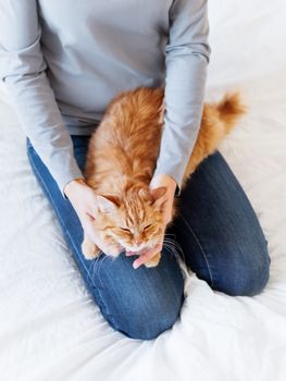 Cute ginger cat lies on woman's hands. Fluffy pet comfortably settled to sleep or to play. Cozy morning bedtime at home.