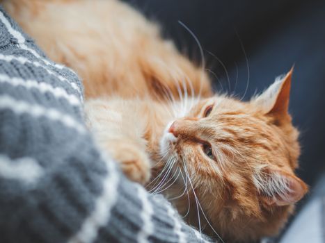 Cute ginger cat dozing on woman arms. Woman in grey knitted sweater stroking her fluffy pet. Cozy home.
