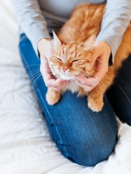 Cute ginger cat lies on woman's hands. Fluffy pet comfortably settled to sleep or to play. Cozy morning bedtime at home.