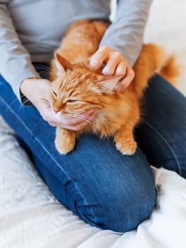 Cute ginger cat lies on woman's hands. Fluffy pet comfortably settled to sleep or to play. Cozy morning bedtime at home.