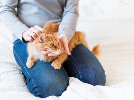 Cute ginger cat lies on woman's hands. Fluffy pet comfortably settled to sleep or to play. Cozy morning bedtime at home.
