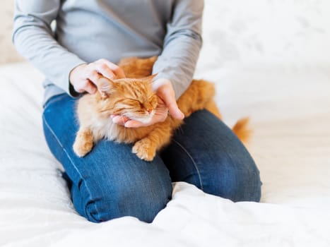 Cute ginger cat lies on woman's hands. Fluffy pet comfortably settled to sleep or to play. Cozy morning bedtime at home.