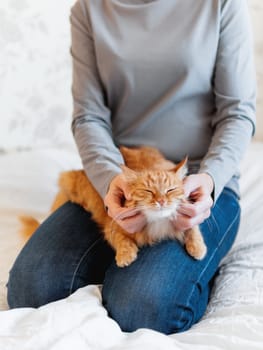 Cute ginger cat lies on woman's hands. Fluffy pet comfortably settled to sleep or to play. Cozy morning bedtime at home.