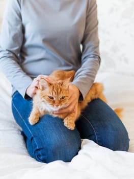 Cute ginger cat lies on woman's hands. Fluffy pet comfortably settled to sleep or to play. Cozy morning bedtime at home.
