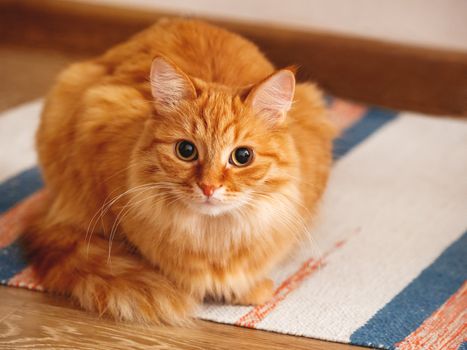 Cute ginger cat sitting on striped homemade rug. Fluffy pet on carpet.