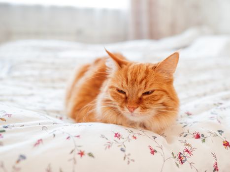 Cute ginger cat lying in bed. Morning bedtime in cozy home. Fluffy pet dozing on blanket.