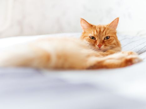 Cute ginger cat lying on bed. Fluffy pet is dozing. Cozy home background.