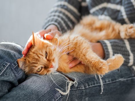Cute ginger cat dozing on woman knees. Woman in torn jeans stroking her fluffy pet. Cozy home.