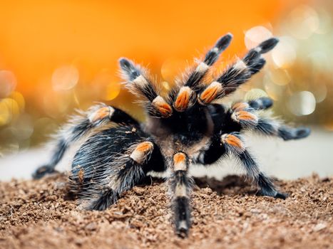 Tarantula spider. Dangerous insect in a special terrarium.
