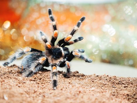 Tarantula spider. Dangerous insect in a special terrarium.