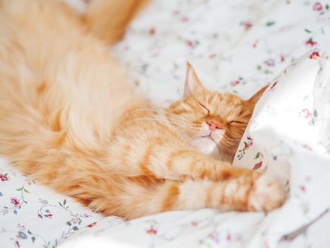 Cute ginger cat lying in bed. Fluffy pet stretching. Cozy home background, morning bedtime.