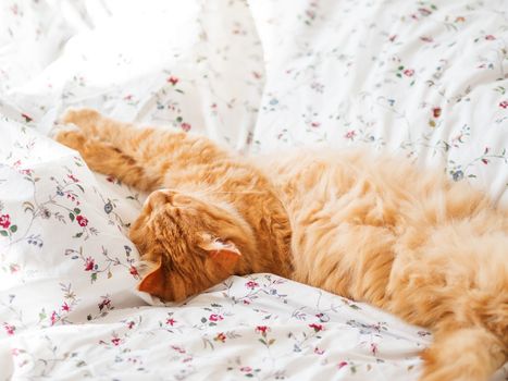 Cute ginger cat lying in bed. Fluffy pet stretching. Cozy home background, morning bedtime.