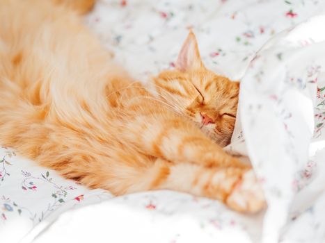 Cute ginger cat lying in bed. Fluffy pet stretching. Cozy home background, morning bedtime.