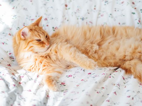 Cute ginger cat lying in bed. Fluffy pet looks curiously. Cozy home background, morning bedtime.