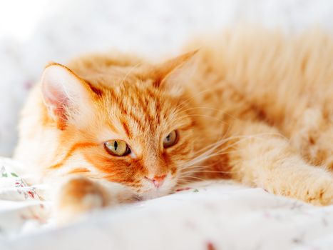 Cute ginger cat lying in bed. Fluffy pet dozing. Cozy home background, morning bedtime.