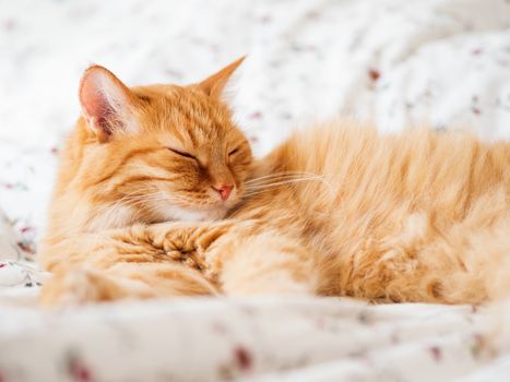 Cute ginger cat lying in bed. Fluffy pet dozing. Cozy home background, morning bedtime.