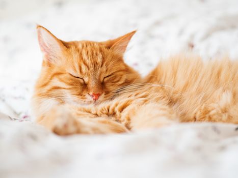 Cute ginger cat lying in bed. Fluffy pet dozing. Cozy home background, morning bedtime.