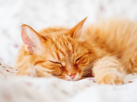 Cute ginger cat lying in bed. Fluffy pet dozing. Cozy home background, morning bedtime.