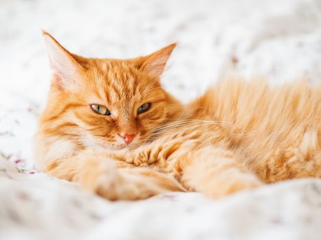 Cute ginger cat lying in bed. Fluffy pet gazing curiously. Cozy home background, morning bedtime.