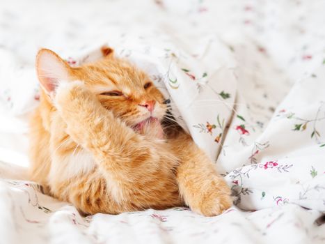 Cute ginger cat lying in bed under the blanket. Fluffy pet licking its paws. Cozy home background, morning bedtime.