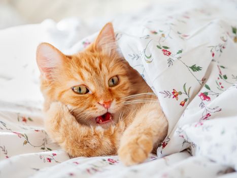 Cute ginger cat lying in bed under the blanket. Fluffy pet look funny. Cozy home background, morning bedtime.